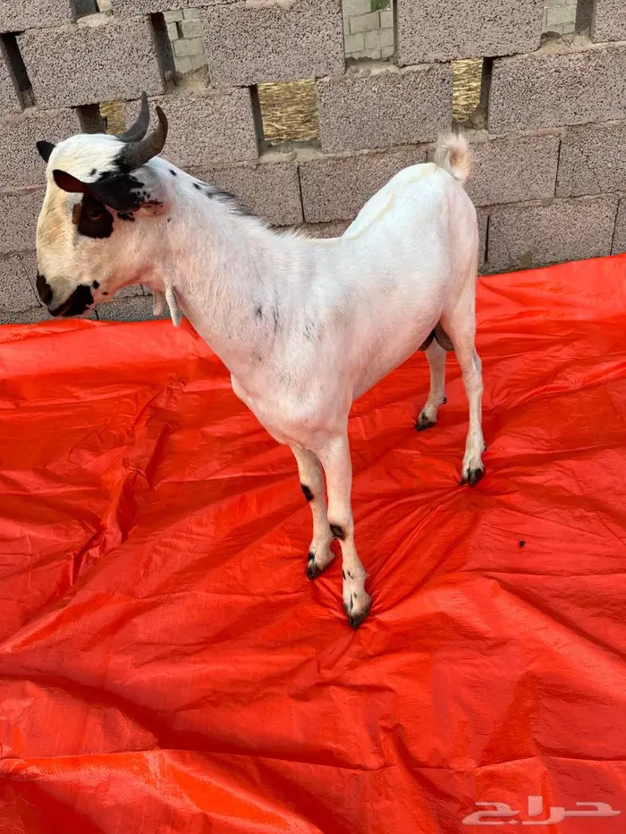 مشاريع فحول بيشيات صنف وجيه وراس كفو 1