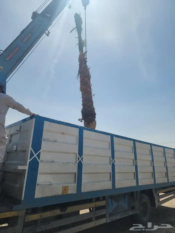 نخل واشنطن نخل واشنطونيا نخل زينه 2