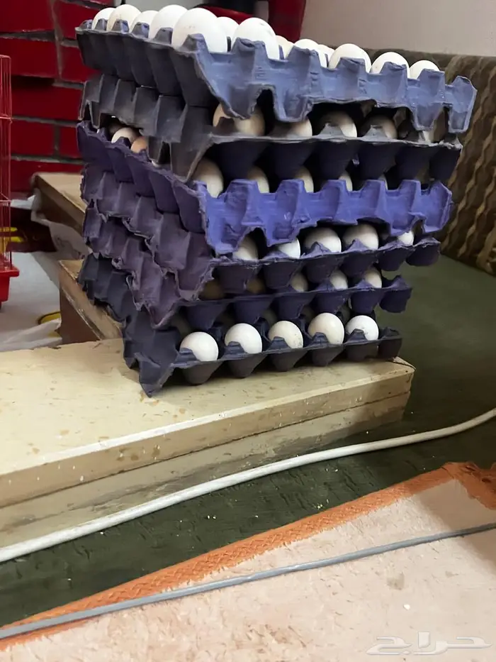 للبيع يبض بلدي 0