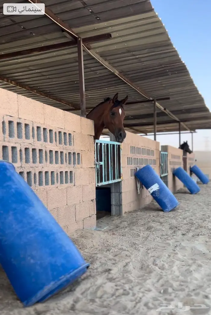 ايواء خيل وخدمات للخيل 1