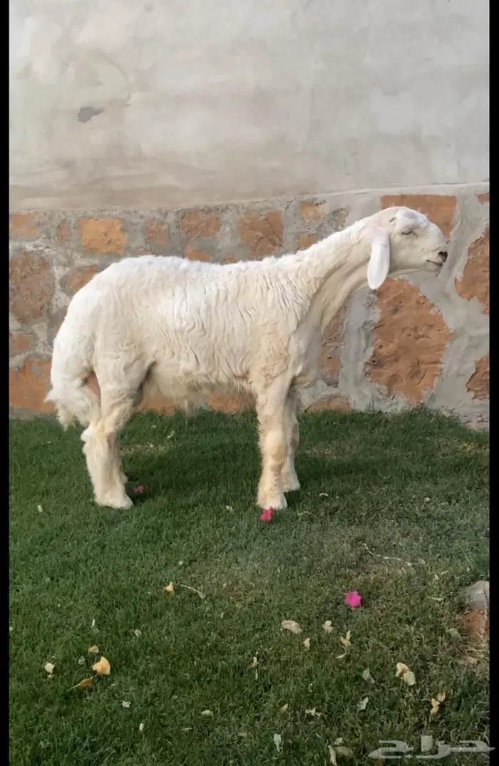 مشروع فحل حري صنف بالمجمعة 0