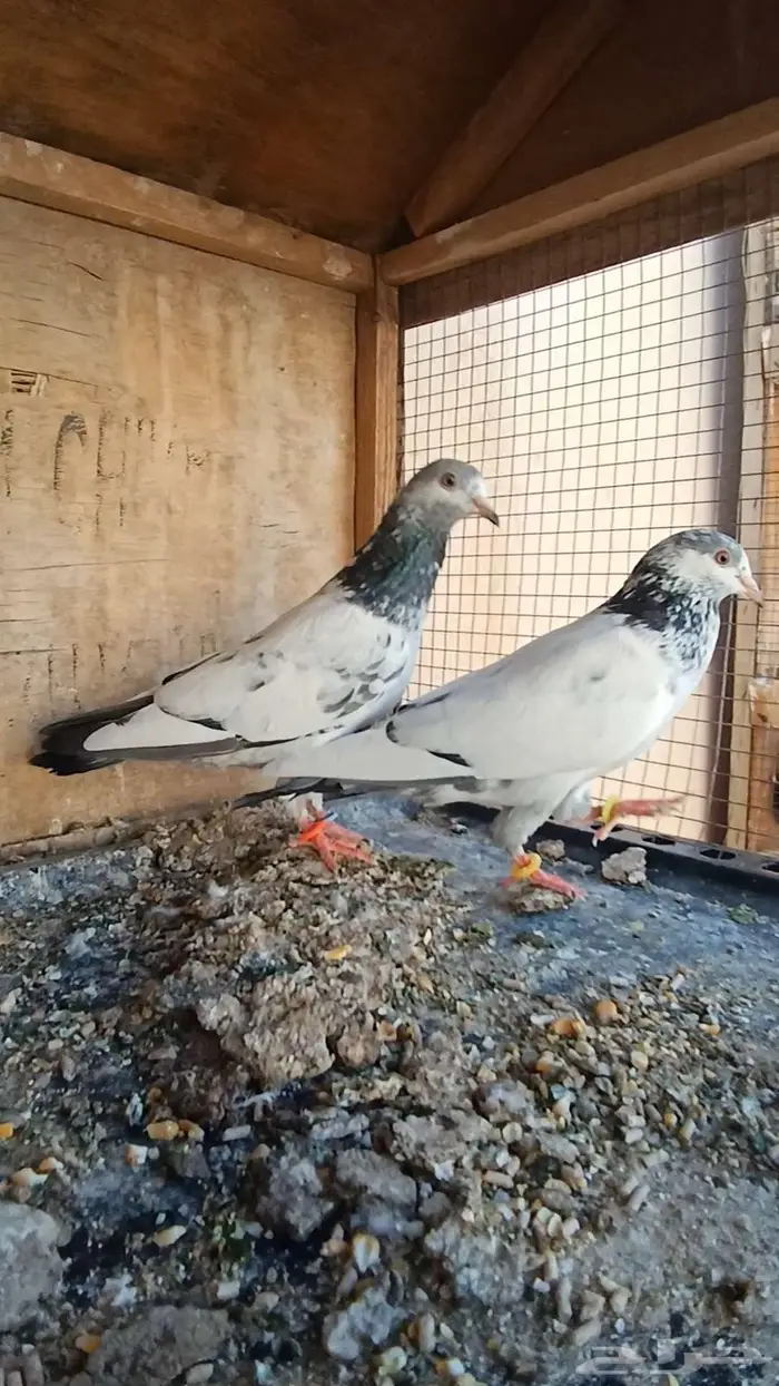 جوز نيل دومبا نوادر النوادر 6