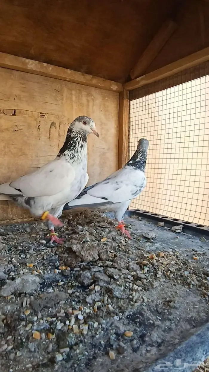 جوز نيل دومبا نوادر النوادر 4