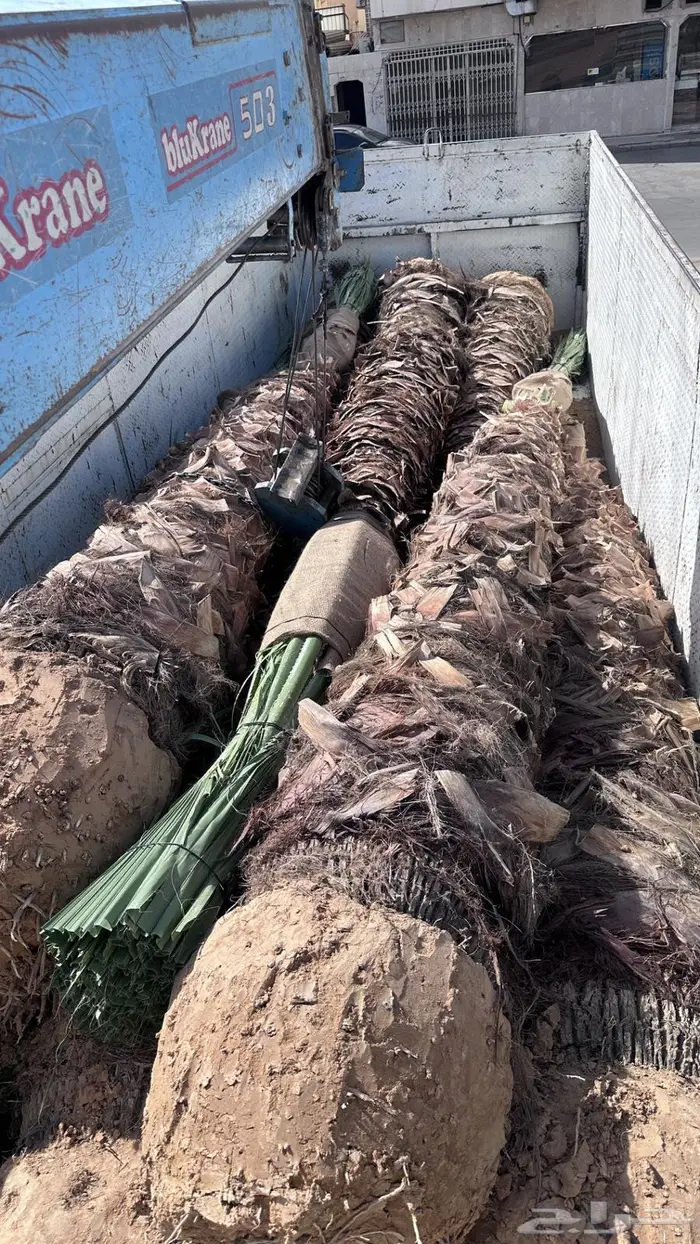 نخل واشنطن نخل واشنطونيا نخل زينه 1