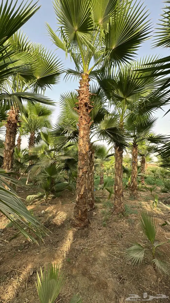 نخل واشنطن نخل واشنطونيا نخل زينه 4