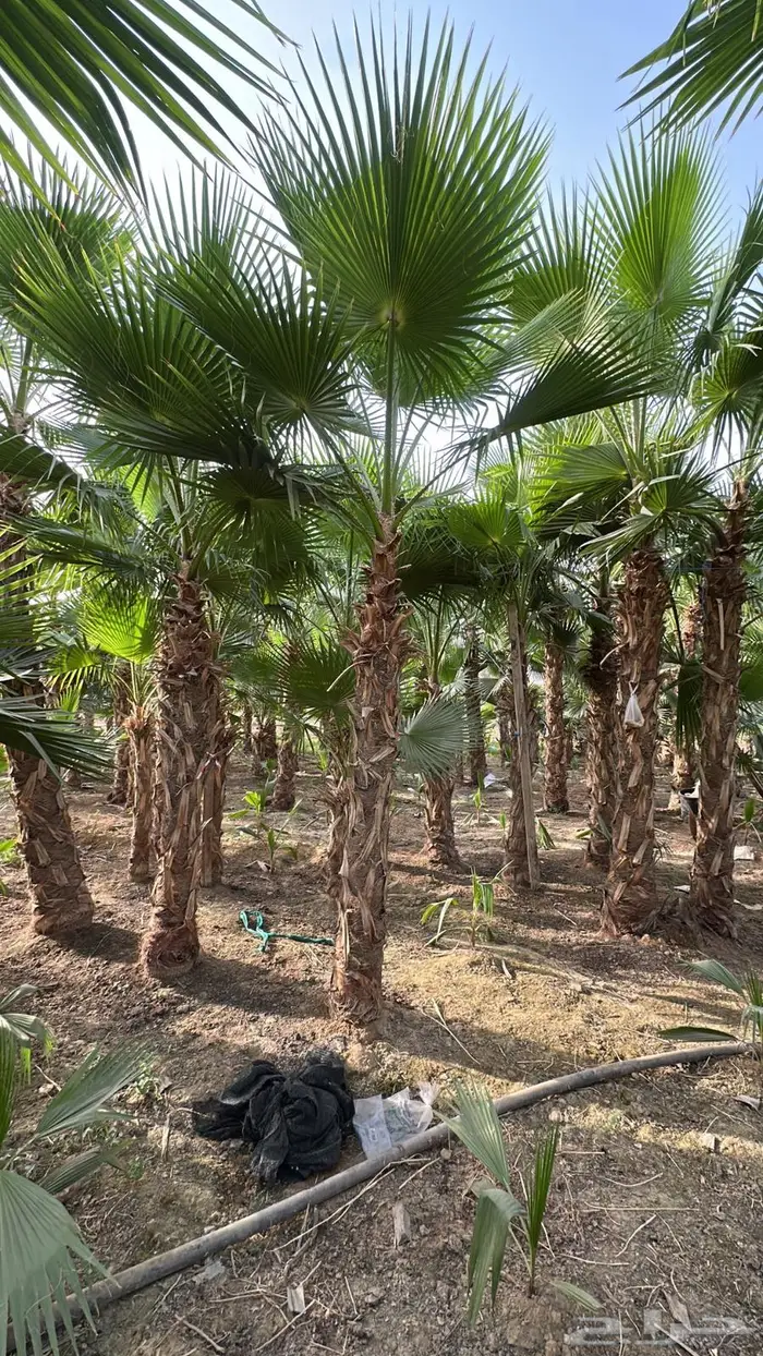 نخل واشنطن نخل واشنطونيا نخل زينه 3