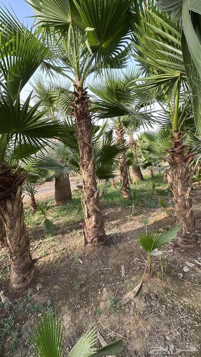 نخل واشنطن نخل واشنطونيا نخل زينه 5