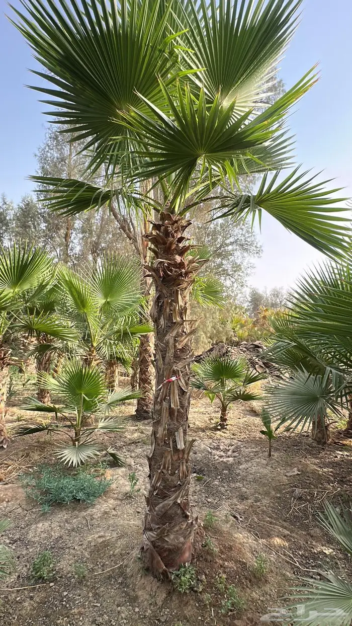 نخل واشنطن نخل واشنطونيا نخل زينه 6