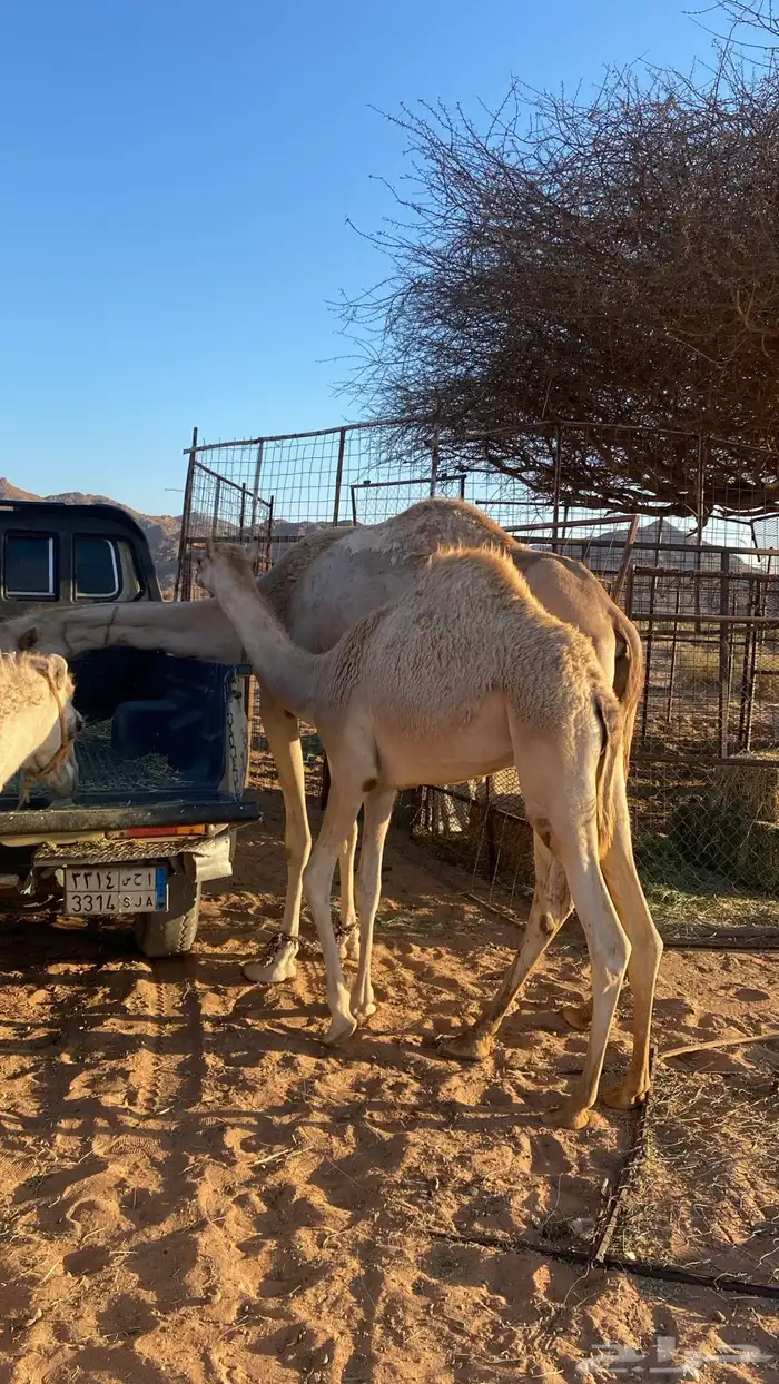 قعود ذبح للبيع 1