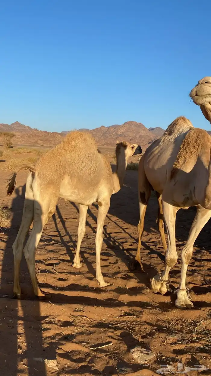 قعود ذبح للبيع 3