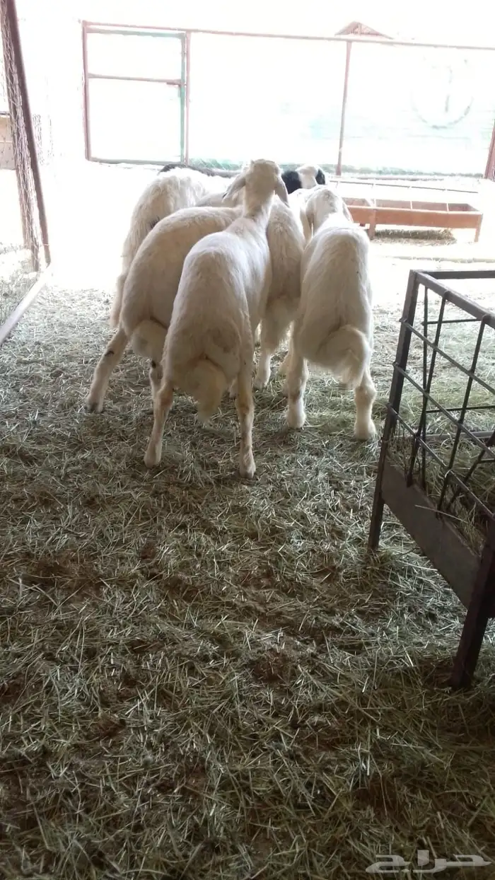 خرفان وسط مشروطه يوجد ذبح وتوصيل 3