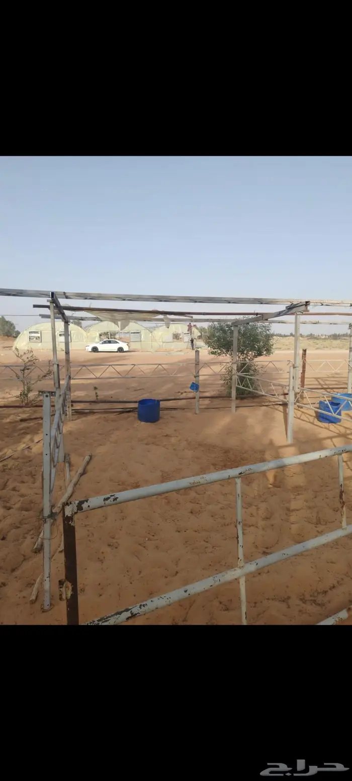 مربط ريوف الخضرا 0