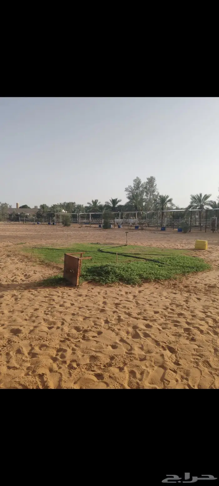 مربط ريوف الخضرا 4