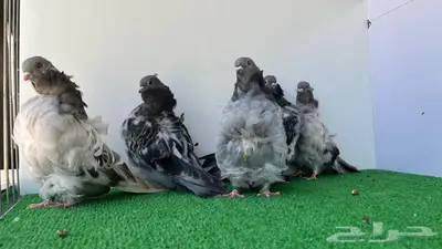 5 حبات كشكشي شبابات 8