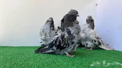 5 حبات كشكشي شبابات 2