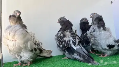 5 حبات كشكشي شبابات 3