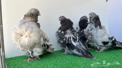 5 حبات كشكشي شبابات 6