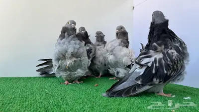 5 حبات كشكشي شبابات 7