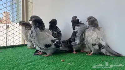 5 حبات كشكشي شبابات 5