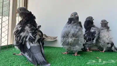 5 حبات كشكشي شبابات 1