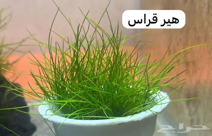 نباتات مائية لاحواض السمك المزروع 7