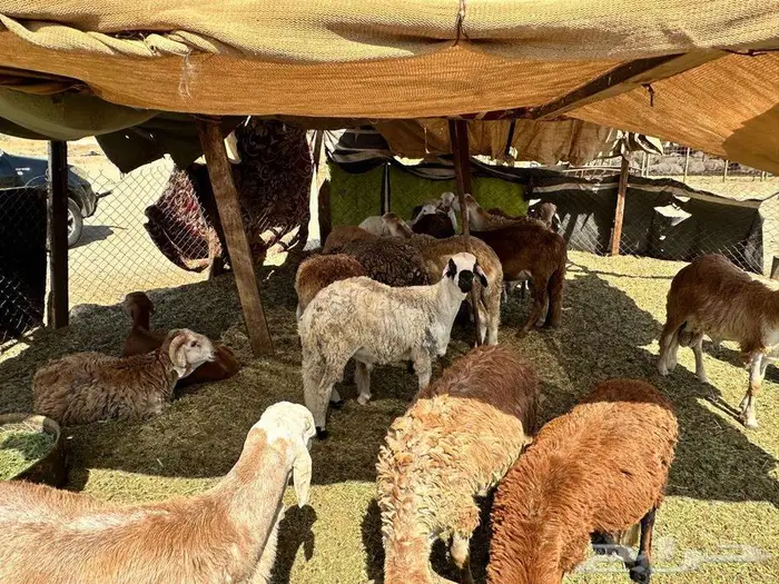 سواكني جدعان جبرا سمان اوزان عالية مرابي 0