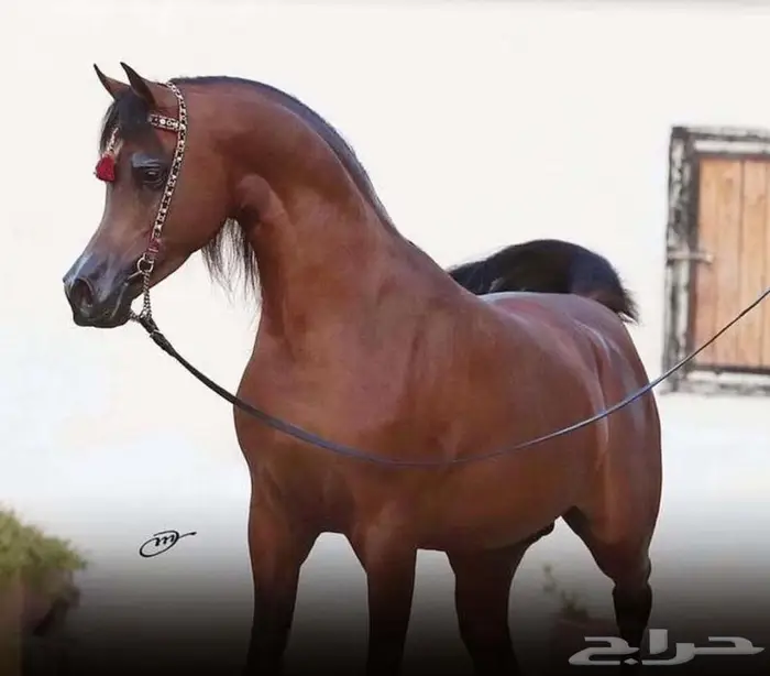 فرس مكس بولندية فاخرة 4