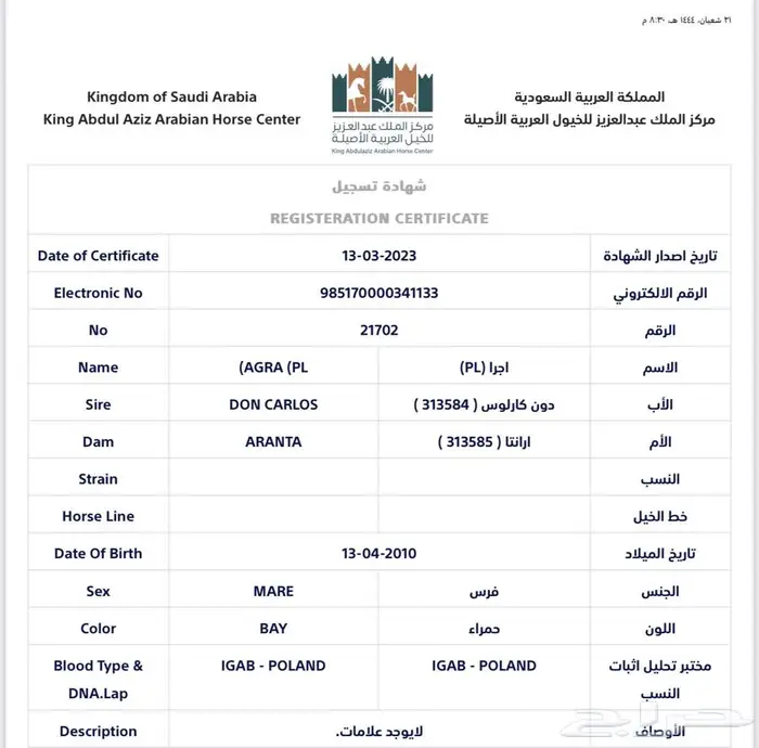 فرس مكس بولندية فاخرة 2