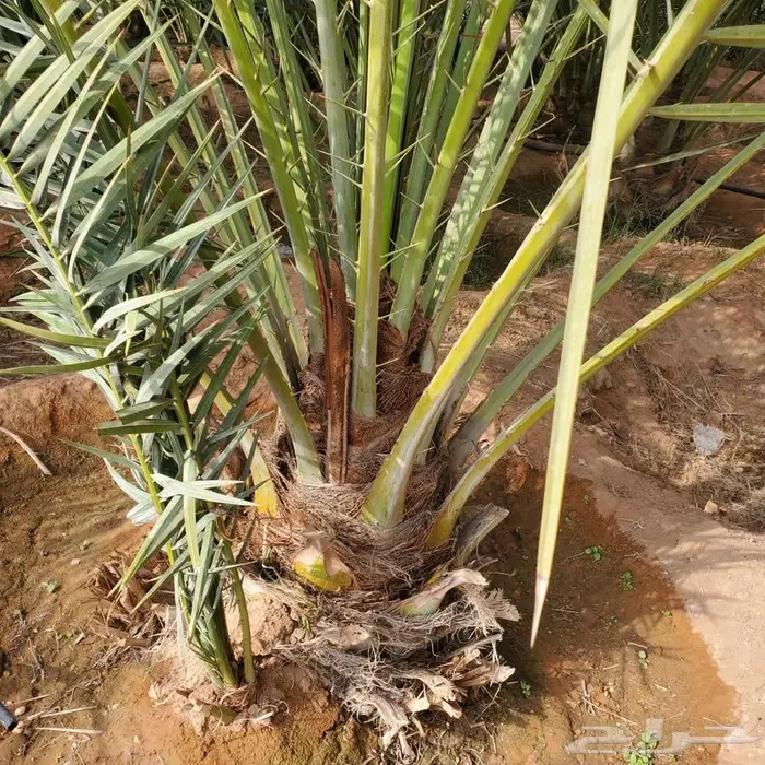 نخل القصيم 8