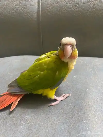 فروخ كنيور 3