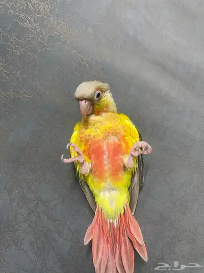 فروخ كنيور 0