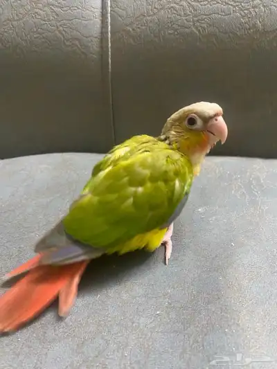 فروخ كنيور 1