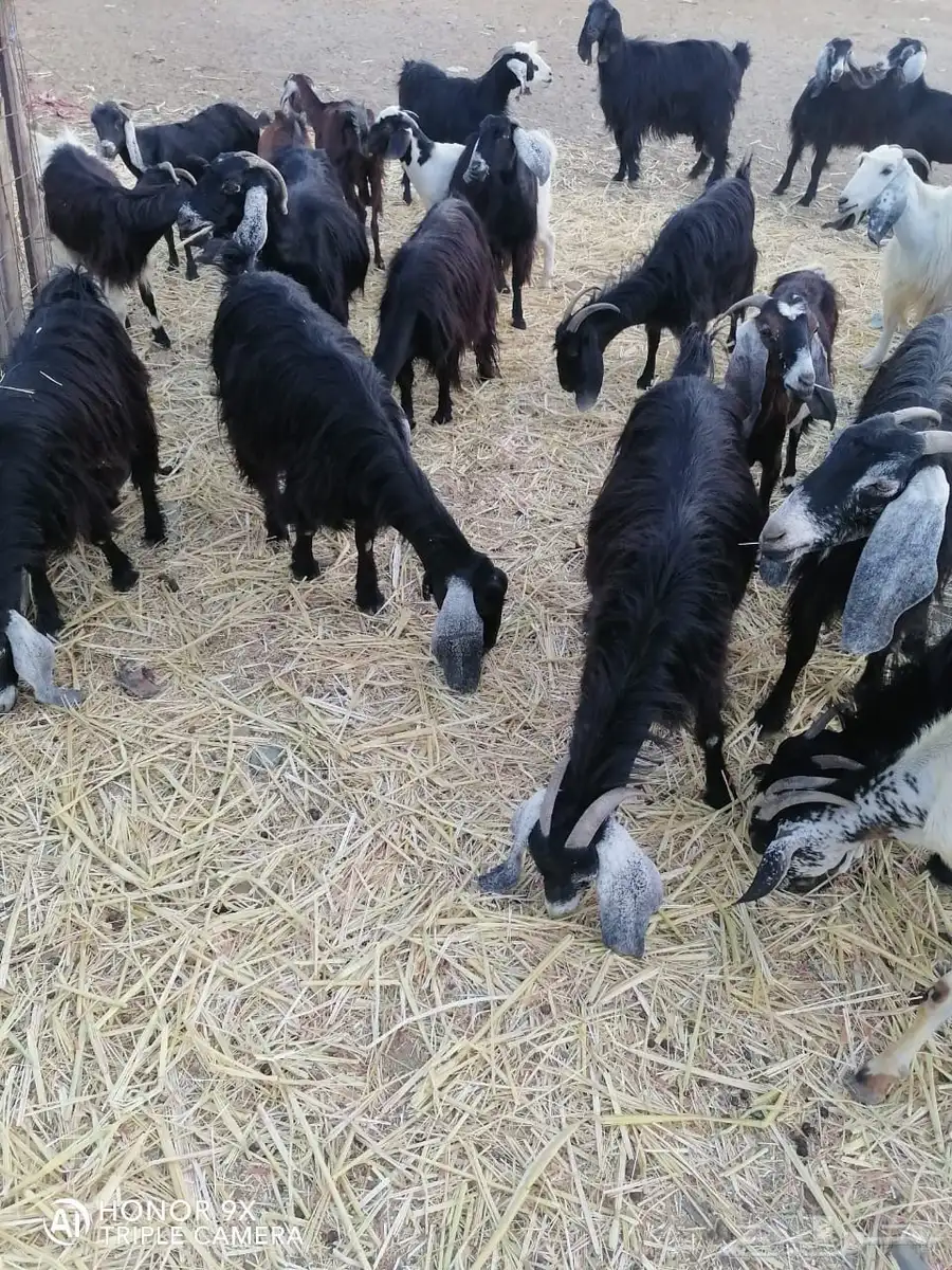 معزا 2