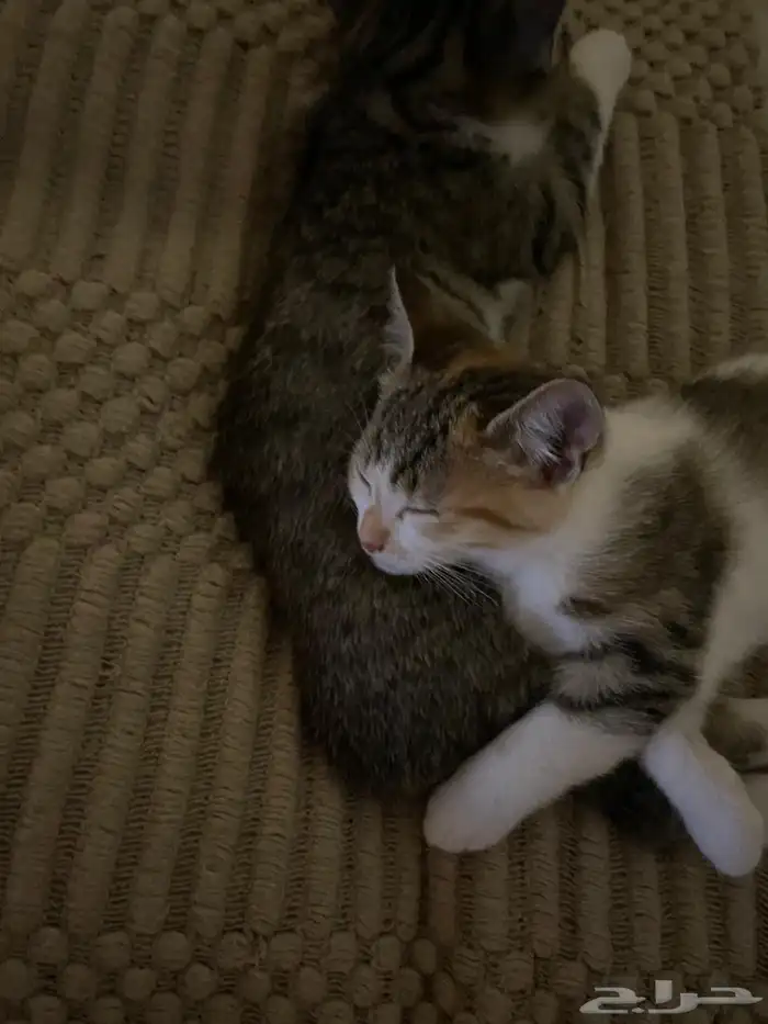قطه صغيره للتبني 1