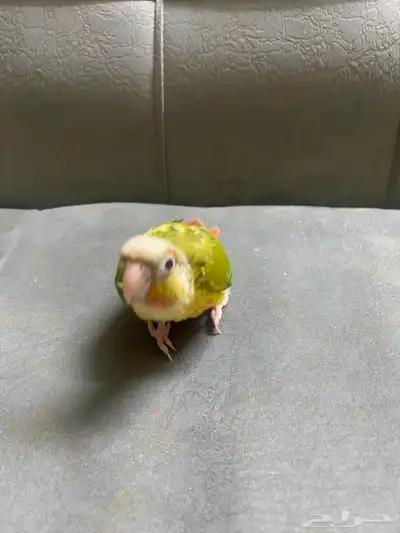 فروخ كنيور 4