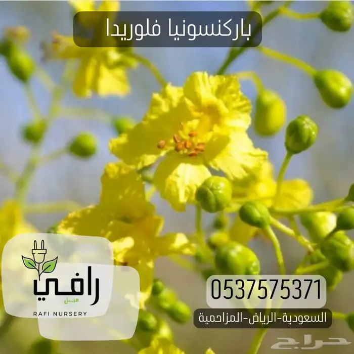 شتلات باركسونيا فلوريدا 1