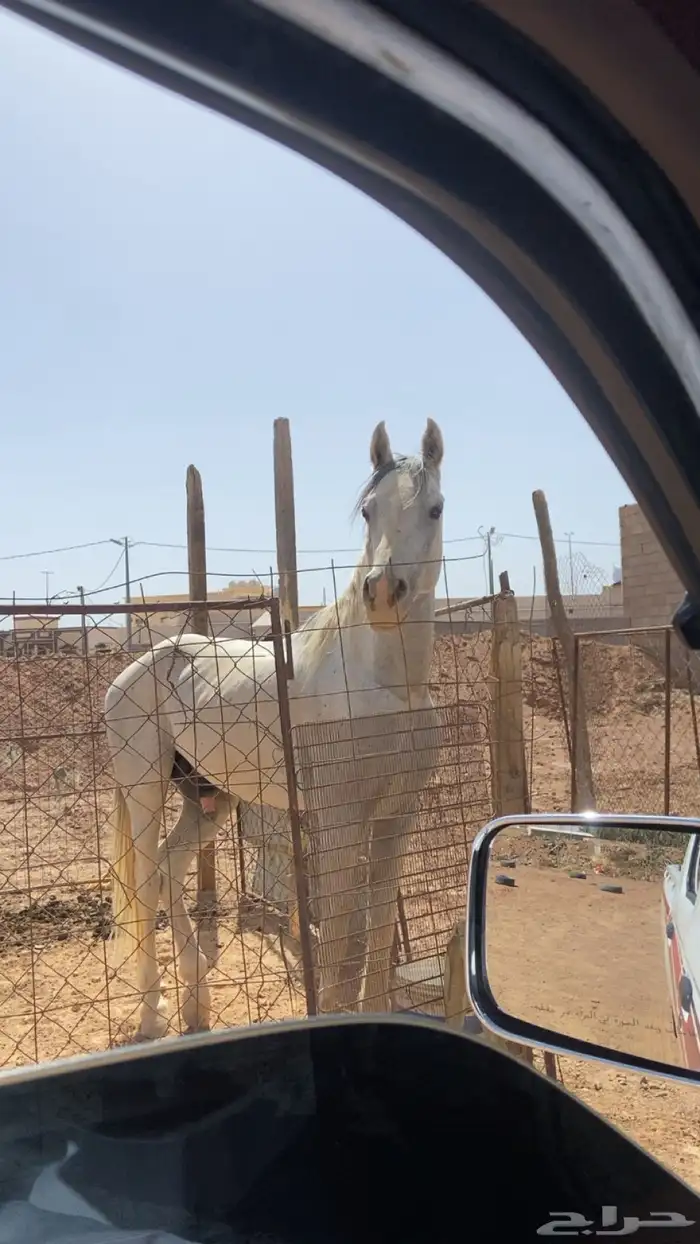 حصان شعبي للبيع 5