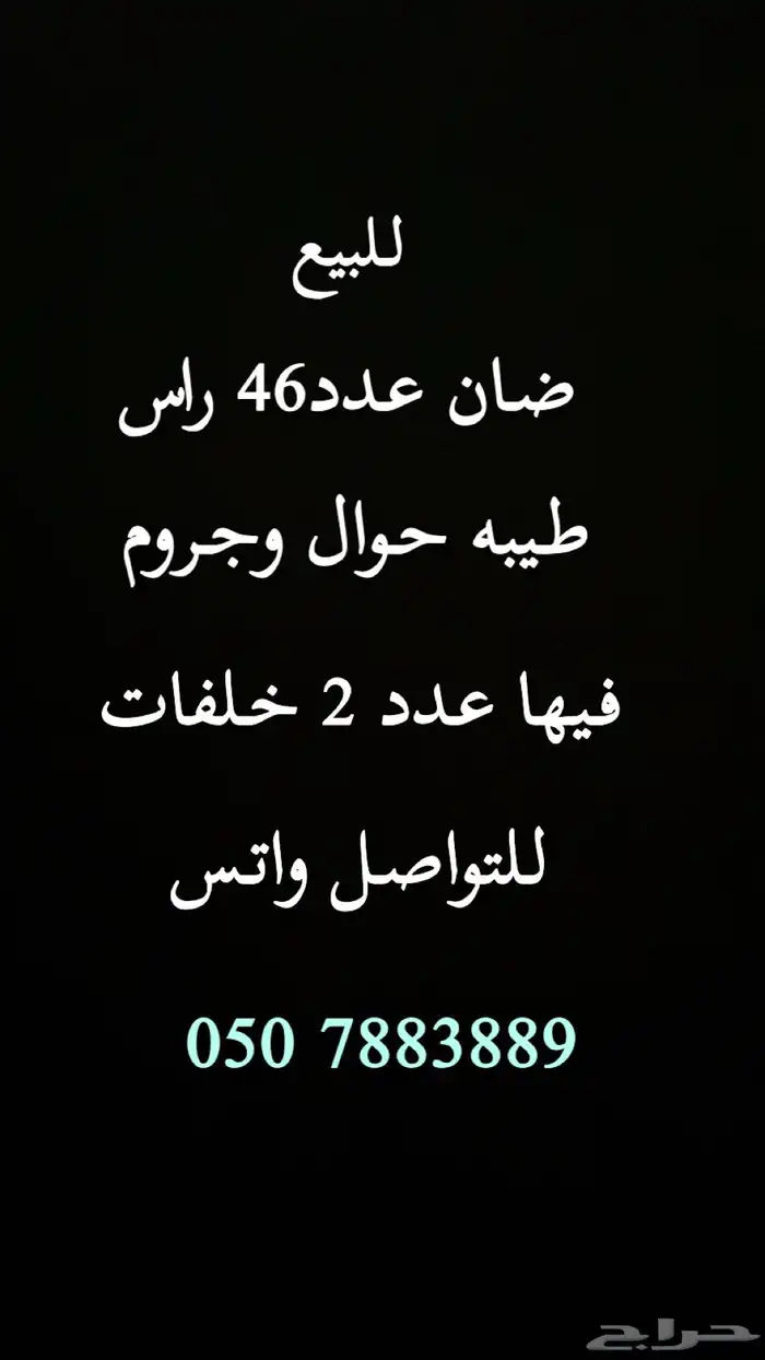 للبيع ضان طيبه بالحيل 0