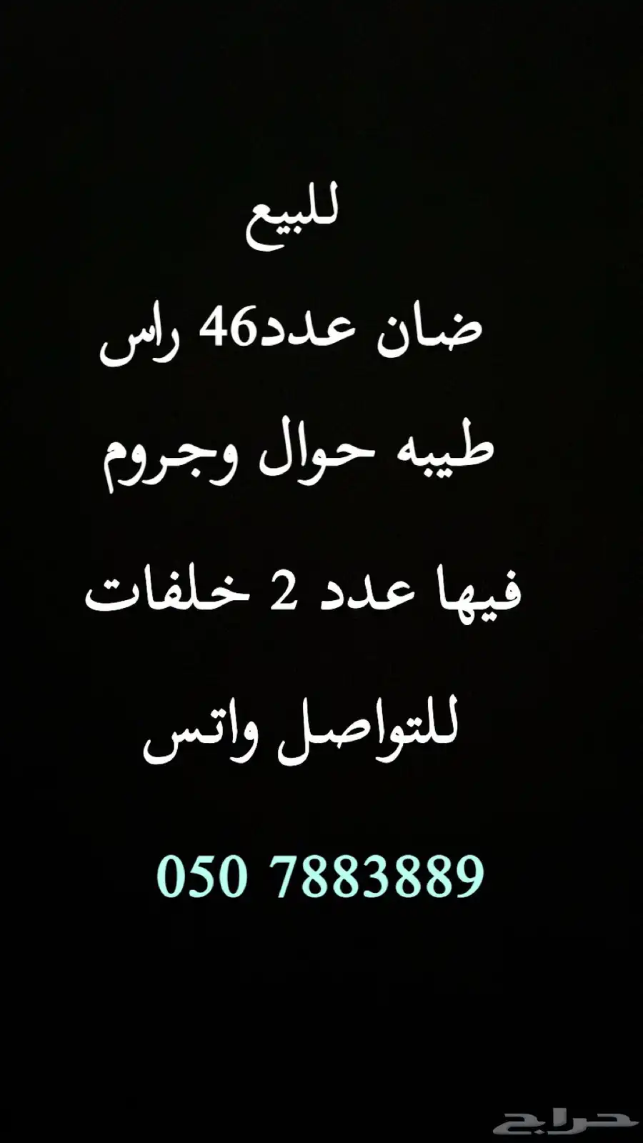 للبيع ضان طيبه بالحيل 0