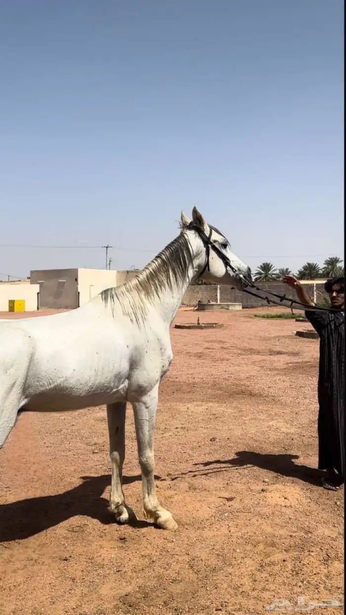 حصان شعبي للبيع 2