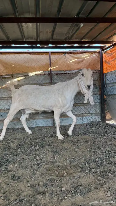 عنز مطوره. تم البيع 1