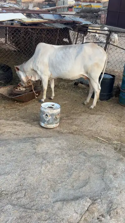 بقرة بلدي عليها حسيل 8