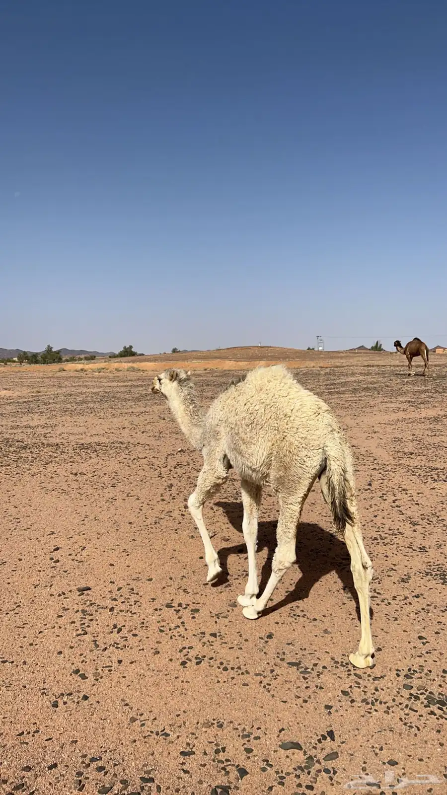 البيع قعود 1