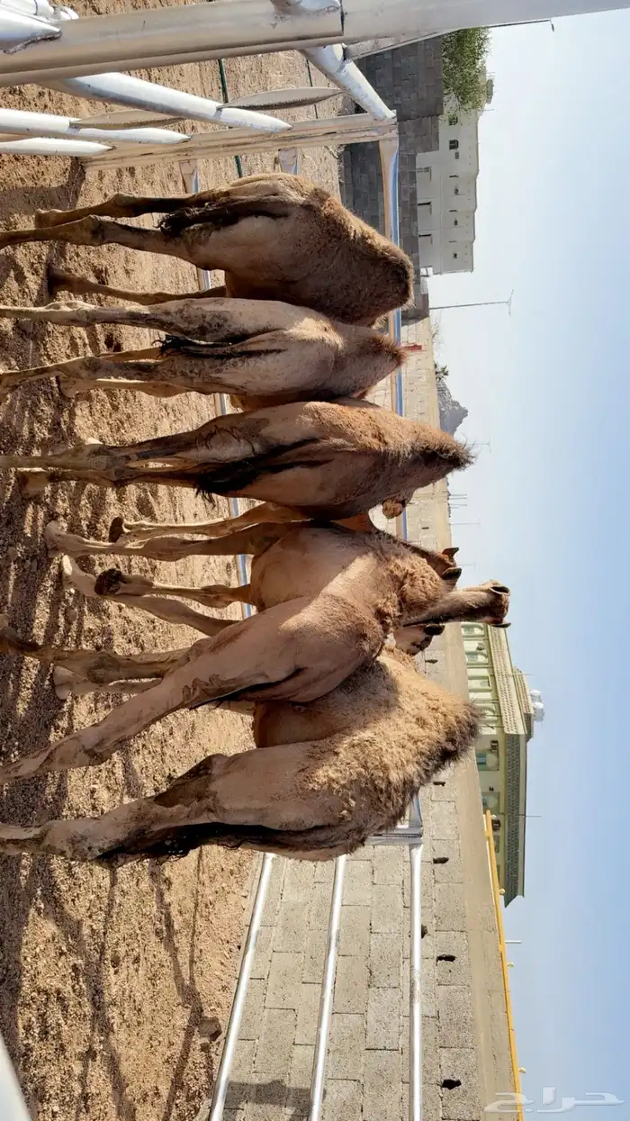 حشوان 1