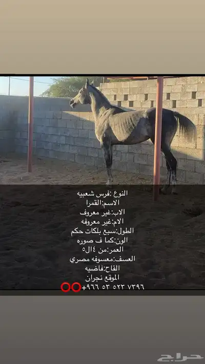 خيل 0