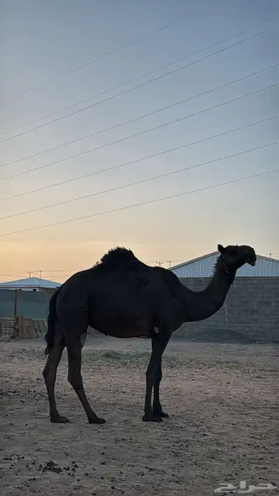 ناقه مجهم مزاين 0