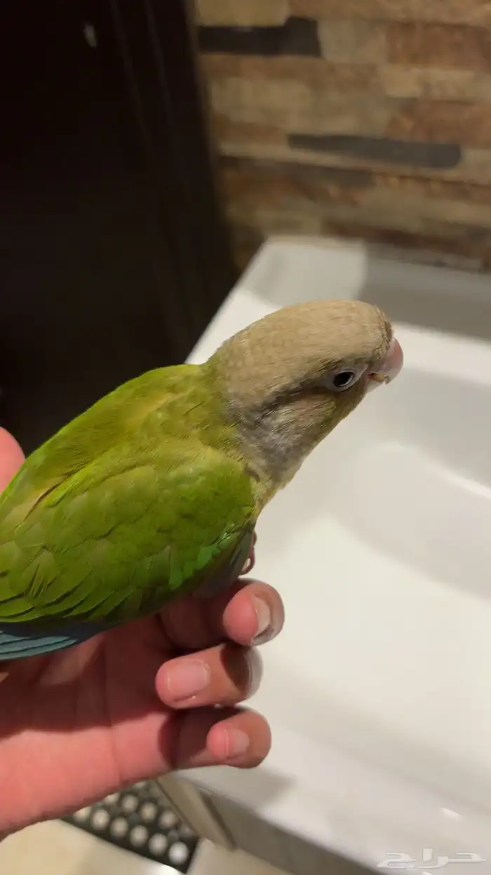 كنيور أناناس أليف(تم البيع) 1