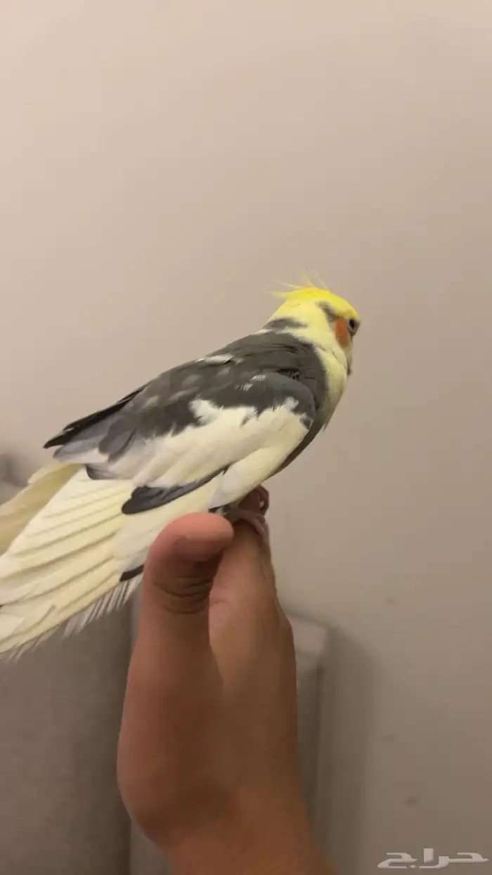 ببغا 2