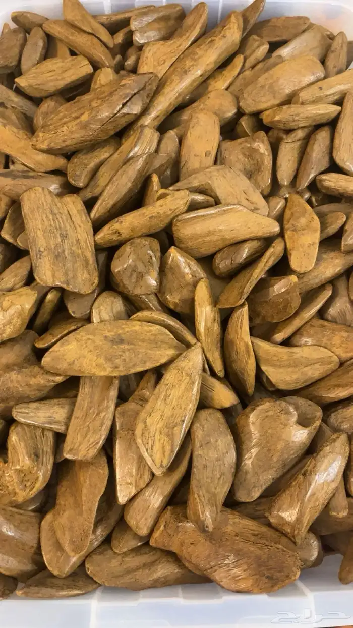 عود مروكي دبل كنق ( طبيعي محسن بيور ) 1