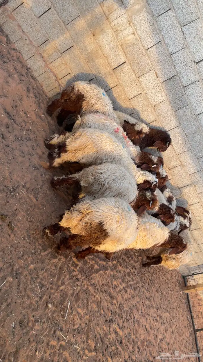 ذبايح هرافى نعيم 100 تقييم تمارا 0